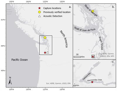 Advancing the ecological narrative: documentation of broadnose sevengill sharks (Notorynchus cepedianus) in South Puget Sound, Washington, USA
